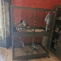 Duo chinchillas et cage