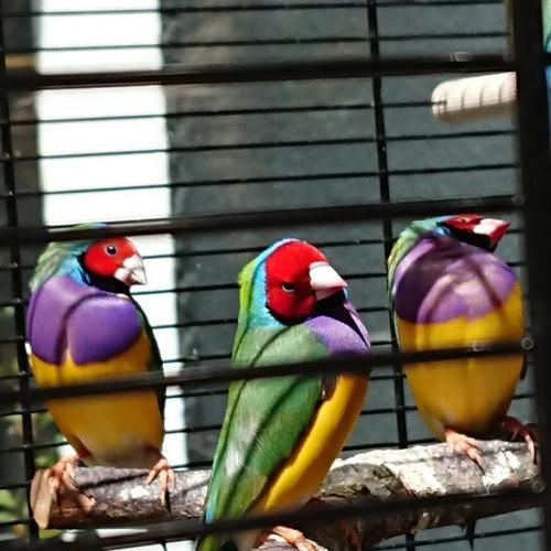 Vends diamants de gould