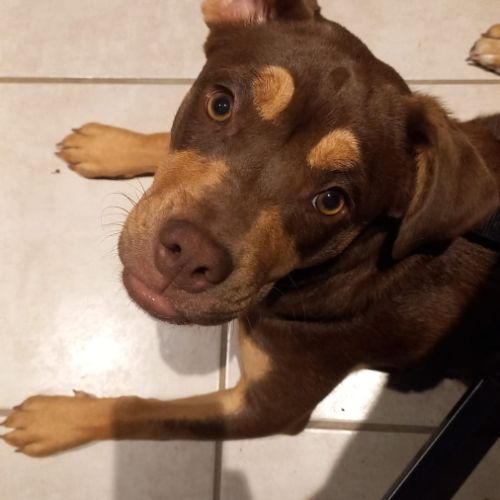 Donne jeune chienne de 7 mois