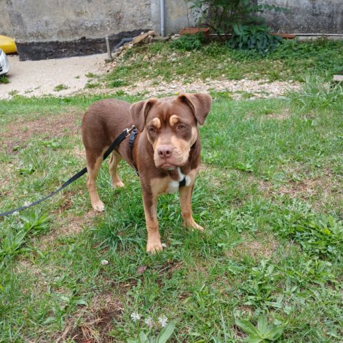 Donne jeune chienne de 7 mois #3