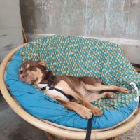 Donne jeune chienne de 7 mois #2