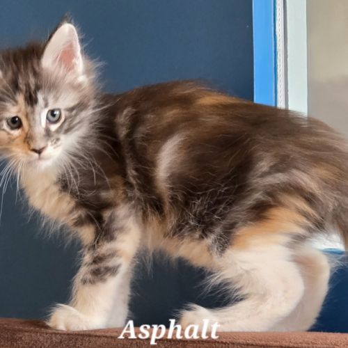 Chatons maine coon loof #1