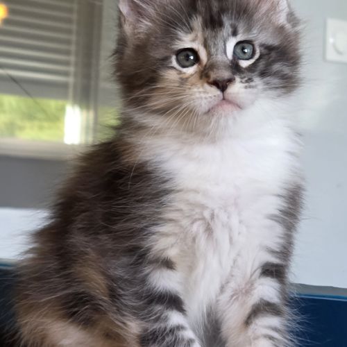 Chatons maine coon loof #2