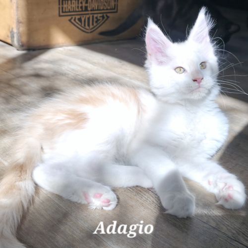 Chatons maine coon loof #3