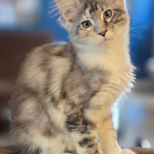 Chatons maine coon loof