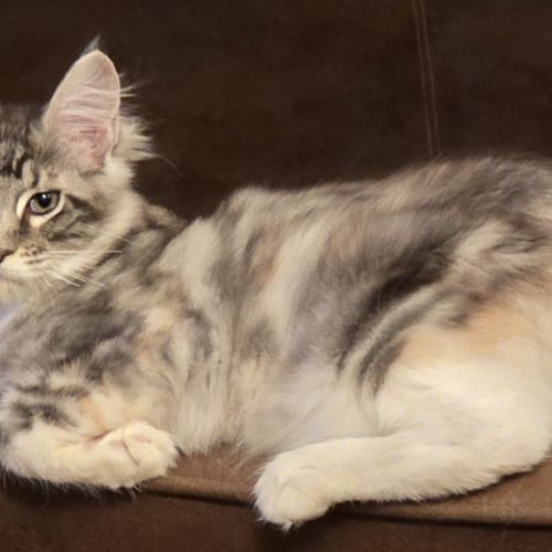 Chaton femelle maine coon loof