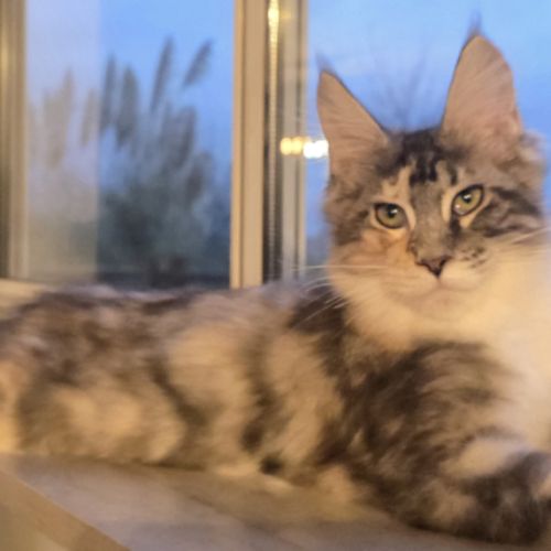 Chaton femelle maine coon loof #4