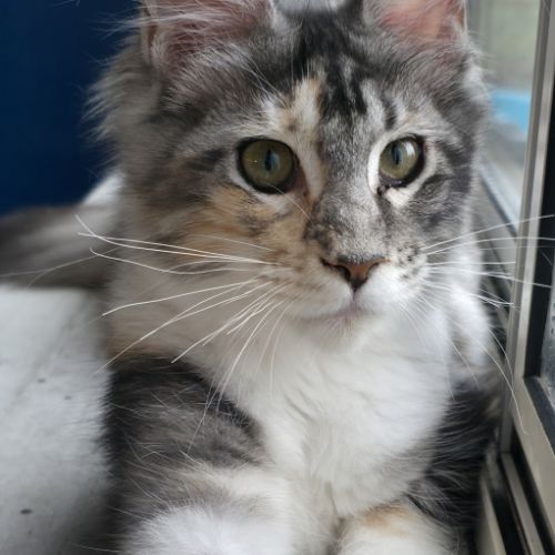 Chaton femelle maine coon loof #5