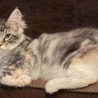 Chaton femelle maine coon loof #2