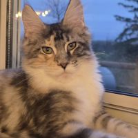 Chaton femelle maine coon loof