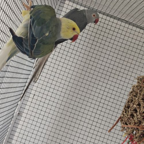 Couple de perruches à collier #0