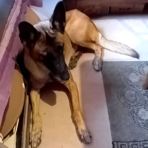 Donne chienne malinois/ berger belge 6 ans