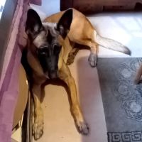 Donne chienne malinois/ berger belge 6 ans #2