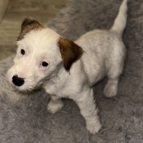 Chiots excellentes origines lof #3