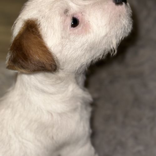 Chiots excellentes origines lof #4