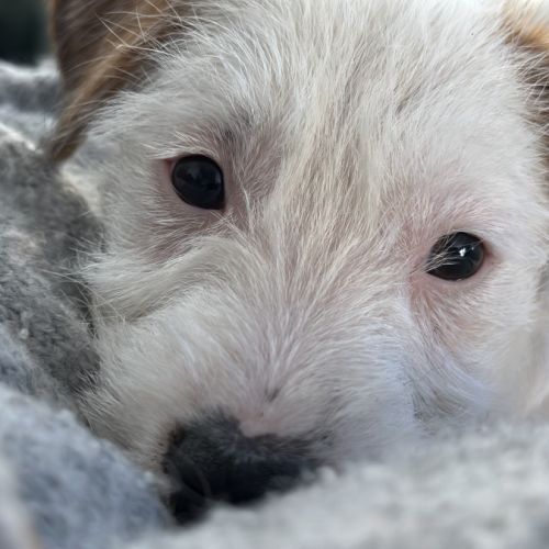 Chiots excellentes origines lof #5