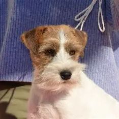 Chiots excellentes origines lof #6