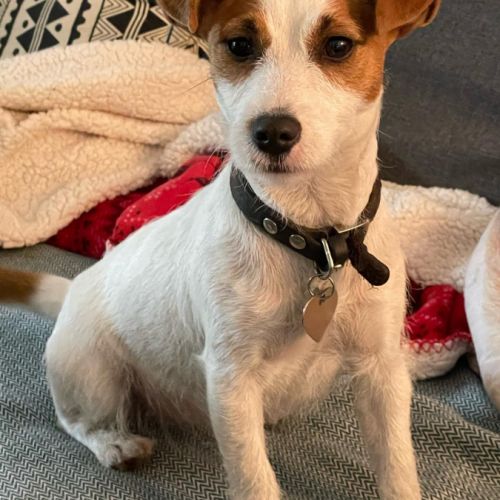 Chiots excellentes origines lof #8