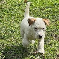 Chiots excellentes origines lof #1