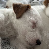 Chiots excellentes origines lof #0