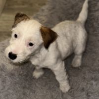 Chiots excellentes origines lof #3