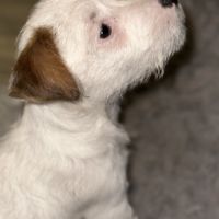 Chiots excellentes origines lof #4