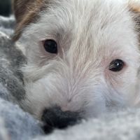 Chiots excellentes origines lof #5