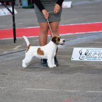 Chiots excellentes origines lof #7