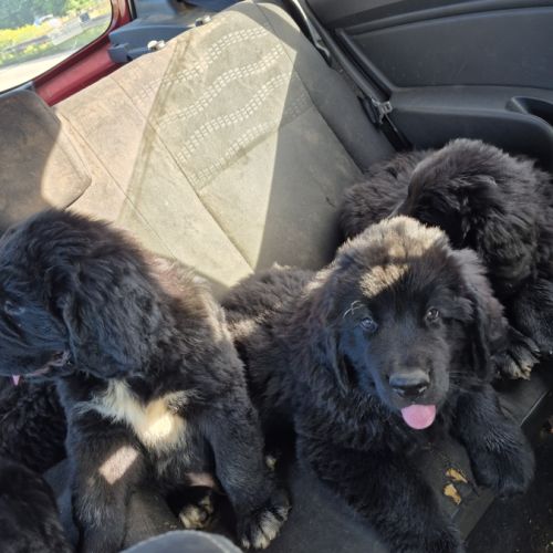 Chiots terre neuve #1