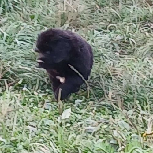 Chiots terre neuve #5