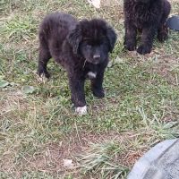 Chiots terre neuve #2