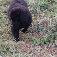 Chiots terre neuve #4