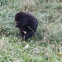 Chiots terre neuve #5