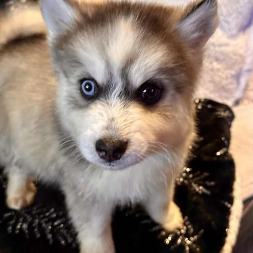 4 chiots pomsky f5 disponible de suite #2