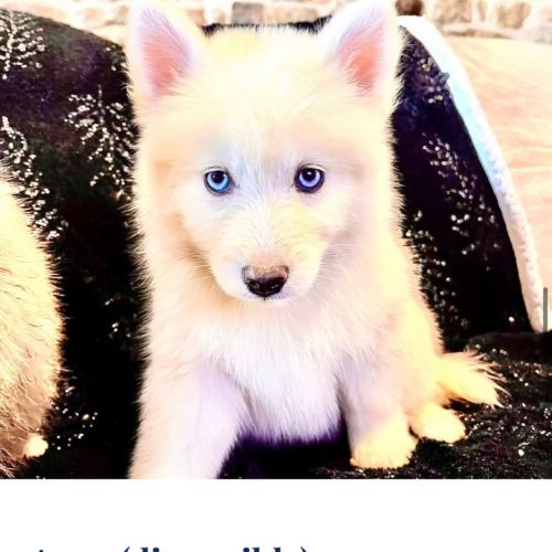 4 chiots pomsky f5 disponible de suite #4