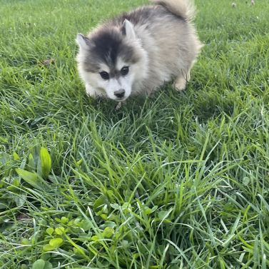 4 chiots pomsky f5 disponible de suite
