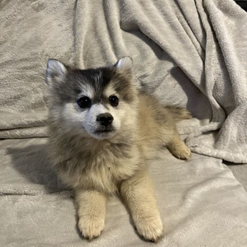 4 chiots pomsky f5 disponible de suite #7