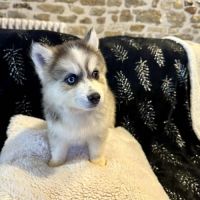 4 chiots pomsky f5 disponible de suite #1