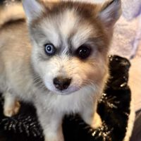 4 chiots pomsky f5 disponible de suite #2