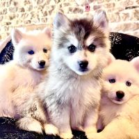 4 chiots pomsky f5 disponible de suite #3