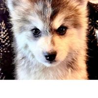 4 chiots pomsky f5 disponible de suite #5