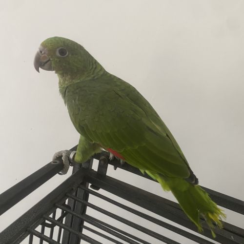 Amazone à front bleu mâle #1