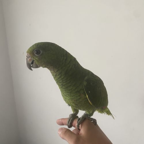 Amazone à front bleu mâle