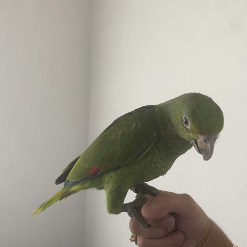 Amazone à front bleu mâle #4