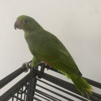 Amazone à front bleu mâle #1