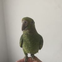 Amazone à front bleu mâle #2