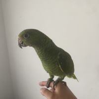 Amazone à front bleu mâle #0