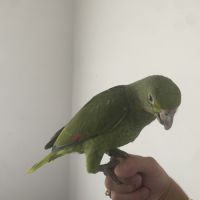 Amazone à front bleu mâle #4