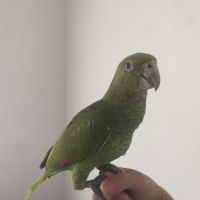 Amazone à front bleu mâle #5