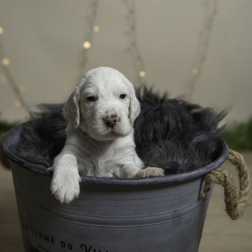 Chiots mâles setter anglais lof #0